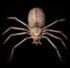 Alien Spider Halloween prop hangs in the darkness and is perfect of Halloween decorators, home haunters and theme parks