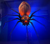 Best Halloween pumpkin spider called Jack Widow
