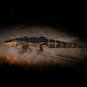 Alligator Display