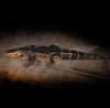 Alligator display life size gator prop by Distortions Unlimited