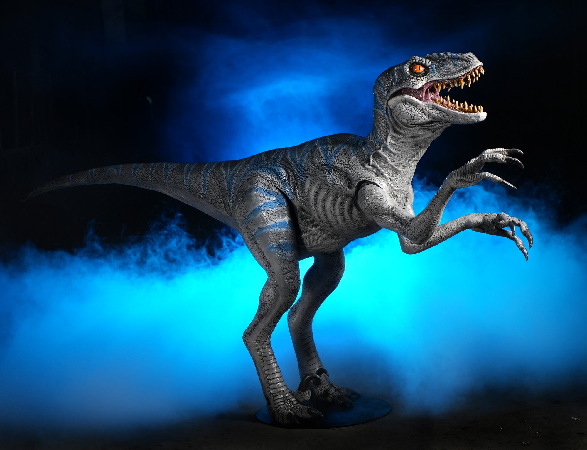Disor Raptor Raptor Display Standing Velociraptor Dinosaur Prop 9ft. Long ...