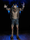 Scare Wolf Legend professional werewolf life-size standing Halloween prop