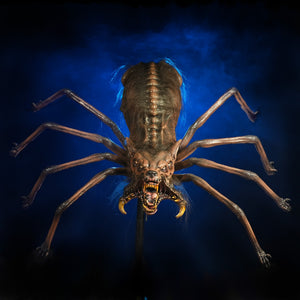 Wolf Spider Halloween spiders decorations by Distortions Unlimited