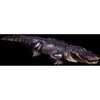 Full size Alligator Display prop highly detailed and painted