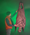 Giant Hanging Vampire Prop hangs bat like in green fog as person looks at it.
