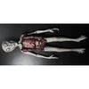 Alien Autopsy full size latex Halloween prop