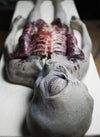 Alien Autopsy grew alien Halloween prop for sale