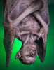 Hanging Vampire prop face in green light