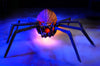Jack Widow Halloween pumpkin spiders for sale 