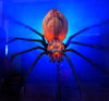 Jack Widow Halloween pumpkin spiders for sale online at Distortions Unlimited