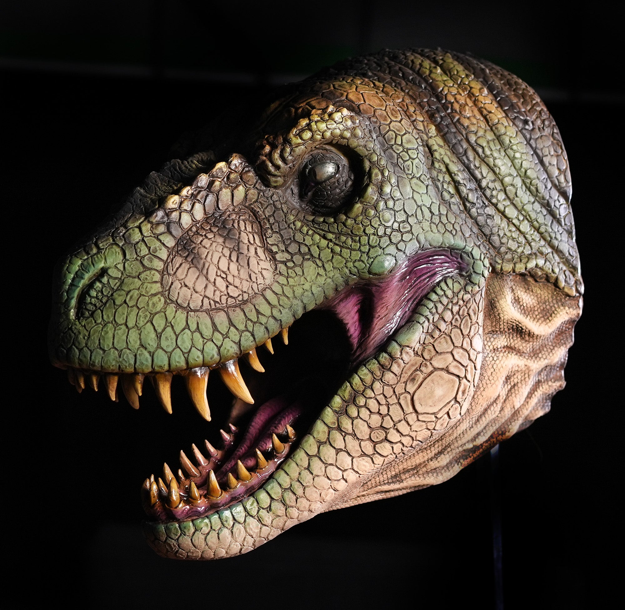 T REX Head Wall Mount Realistic Detailed Dinosaur Prop – Distortions ...