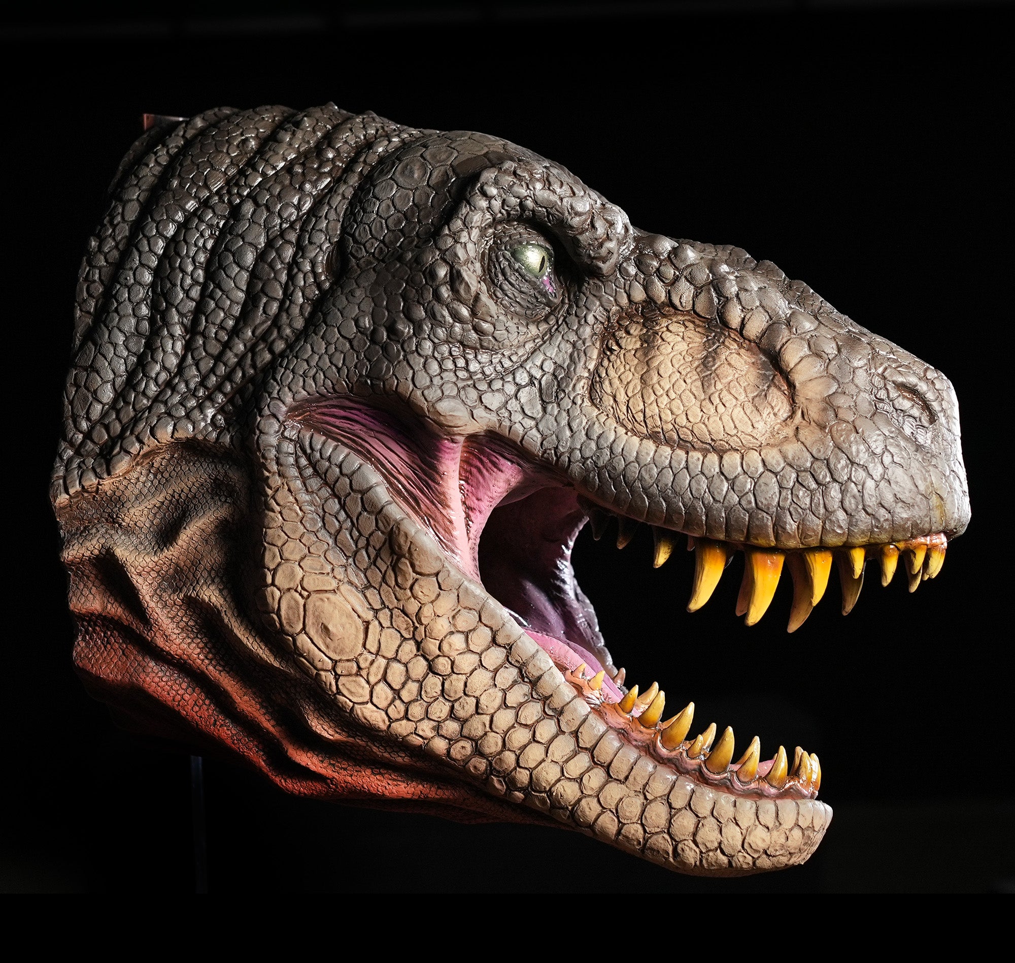 T REX Head Wall Mount Realistic Detailed Dinosaur Prop – Distortions ...